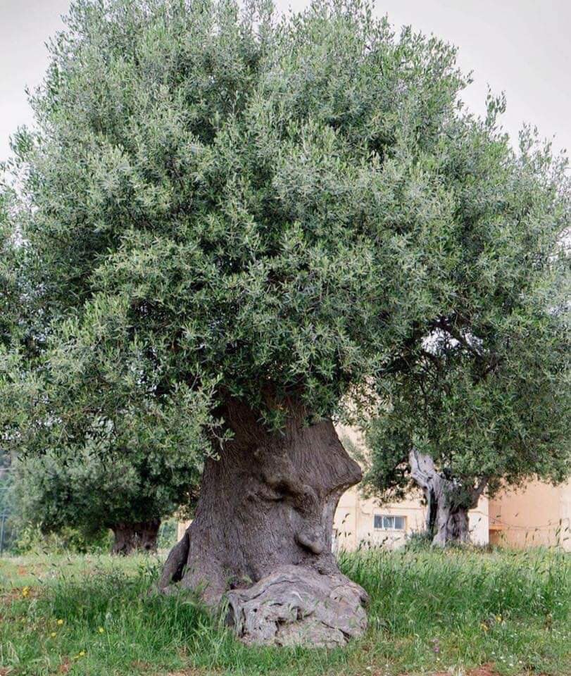 THE THINKING TREE IN ITALY